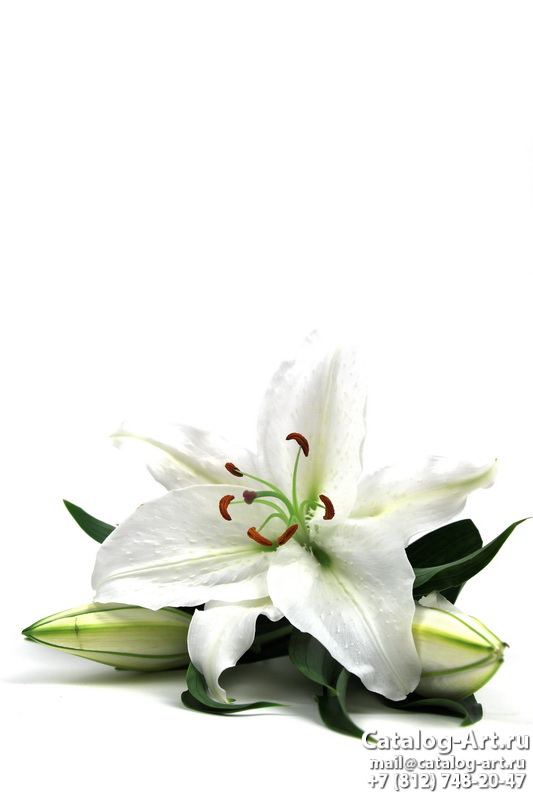 White lilies 4